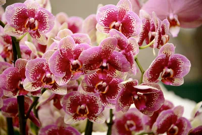 Купить Фаленопсис (орхидея) 12*70 2 ствола Mimesis Toulon (Ter Laak  Orchids) оптом | Paeonia