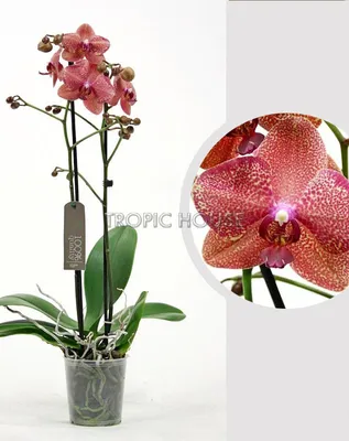 Орхидея Дендробиум – Питомник \"Леди Флор\"