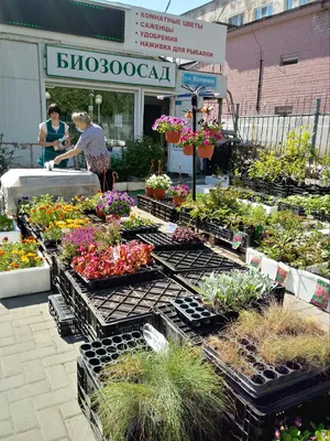 ᐉ Растения уличные в Киеве купить в Эпицентр К • Цена в Украине