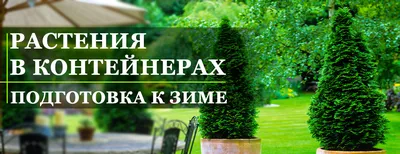 Самшит Шар искусственный TREEZ Collection уличный на коротком стволе 85h,  (крона 70-d, 60-h) Купить в Москве | Бережная Доставка | Five Market