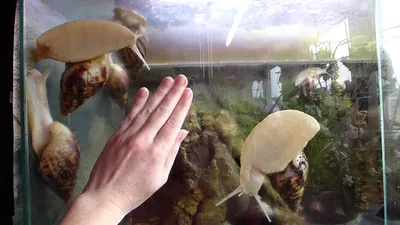 Улитки ахатины фото в аквариуме фотографии