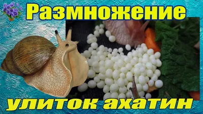 Гигантская улитка Ахатина – все о содержании в домашних условиях.