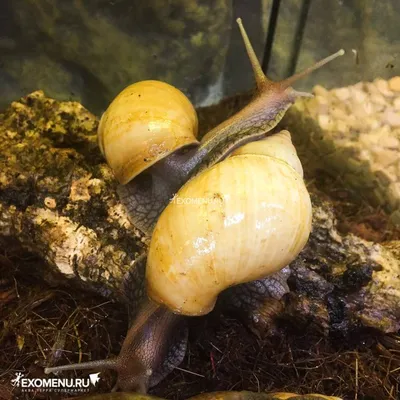 Трогательный зоопарк в Бердянске - Улитки ахатина Улитки ахатина - это  огромные улитки, пожалуй, самые большие из моллюсков. В отличие от своих  ближайших родственников – улитки ахатины довольно умны и смышлены. Они