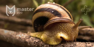 Улитки 🐌 Ахатины +аквариум с крышкой. – купить в Набережных Челнах, цена  800 руб., продано 19 июня 2017 – С/х животные