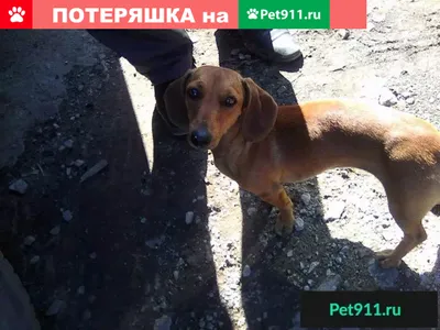 Найдена улыбающаяся собака на ул. Дзержинского, 36, Оха. | Pet911.ru