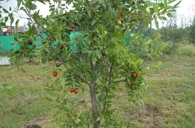 Зизифус, Унаби: веткопадное дерево с 40 названиями: malamant — LiveJournal