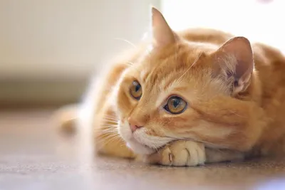 Подкожные уплотнения или шишки у кошек: причины, лечение | Hill's