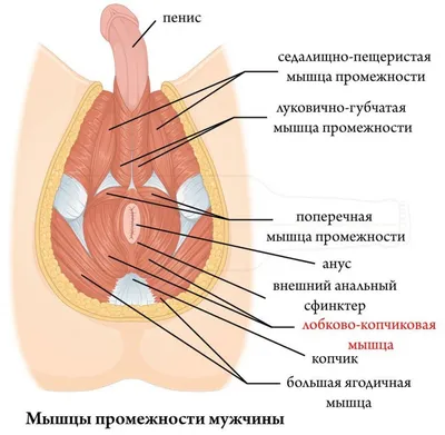 Упражнения Кегеля для Мужчин (упражнения для Мышц Таза)