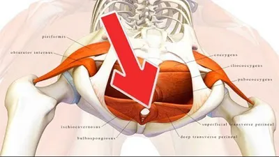 Остеопат в Литве/Osteopatas Lietuvoje - Врач-гинеколог Арнольд Кегель  впервые рассказал о важности разработанной им системы упражнений в 1948  году. Изначально она предназначалась для женщин, испытывающих проблемы с  недержанием мочи, страдающих ...