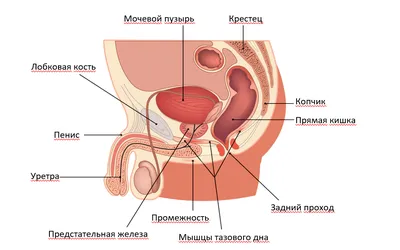 Зарядка ниже пояса. Для чего нужны упражнения Кегеля? | Здоровая жизнь |  Здоровье | Аргументы и Факты