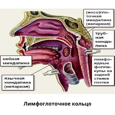 Гимнастика для шеи доктора Шишонина: полный комплекс упражнений с фото и  видео | ВКонтакте