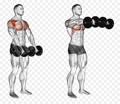 Упражнения с гантелями для женщин | FitBreak! Всё о фитнесе и бодибилдинге