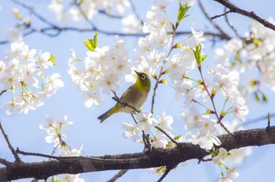 Ура, весна! | Пикабу