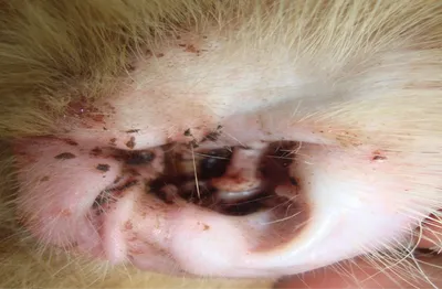 На прием попала собачка с жалобами на зуд в ушах. В результате цитологии из  ушной раковины был выявлен грибок Малассезия. Диагноз -… | Instagram