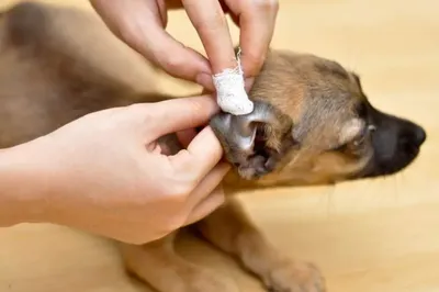 Лечение отита у собак и кошек — ветклиника «Ветдоктор»