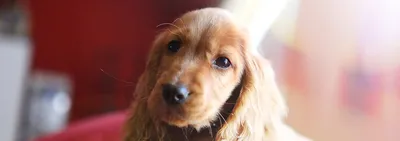 Собака трясет ушами - 5 причин для беспокойства | Советы ветеринара | Дзен