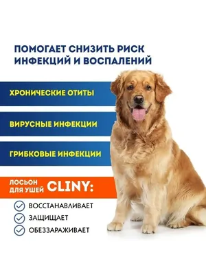 Ушной грибок у собаки (58 фото) - картинки sobakovod.club