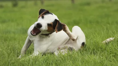 Грибок у собак: как выглядит, чем лечить грибковые заболевания кожи