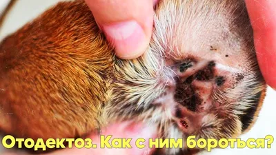 Ушной клещ у собак (отодектоз): симптомы, лечение и профилактика -  Зоомагазин MasterZoo