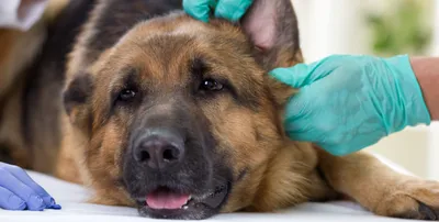 Ушной клещ у собак: симптомы, диагностика и лечение - LAIKY