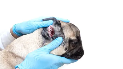 Ушной клещ у собак | Симптомы | Лечение. - YouTube
