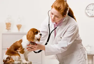 Ушной клещ у собак: симптомы и лечение | ВКонтакте