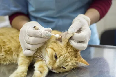 Ветеринарная клиника ГУФФИ Ижевск - Отодектоз у кошек. Отодектоз у кошки –  это заболевание, которое вызывают ушные клещи. Они паразитируют у животных  в ушной раковине и наружном слуховом проходе. Питомец легко заражается