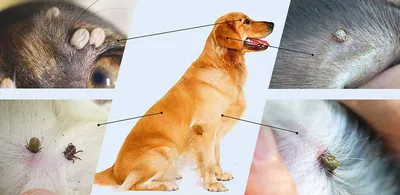 Ушной клещ у собак: симптомы и признаки, как вылечить