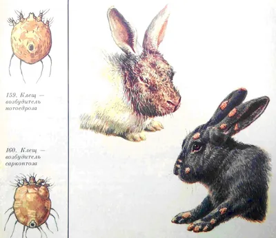 Ушные болезни кроликов фото фотографии