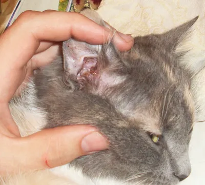 Ушные клещи у кошки: набор изображений для актуализации информации​