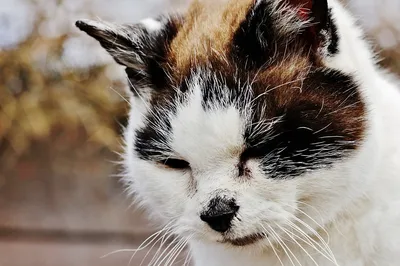 Фото ушных клещей у кошки: скачать бесплатно в png, jpg, webp​