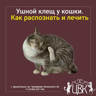 Ушные клещи у кошки: изображения и картинки для использования в исследованиях​