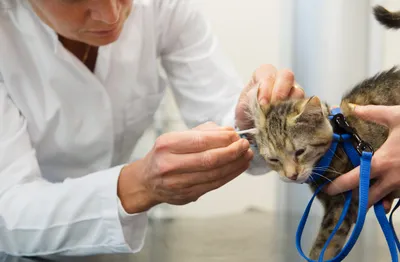 Ушные клещи у кошки: актуальные фотографии для ветеринаров и собачников​