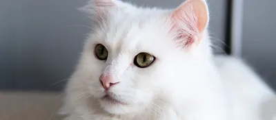 Фотографии ушных клещей у кошки: скачать бесплатно в формате по выбору​