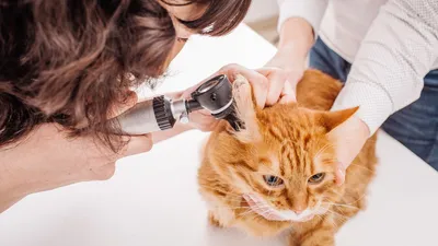 Ушные клещи у кошки: фото для образовательных или научных целей​