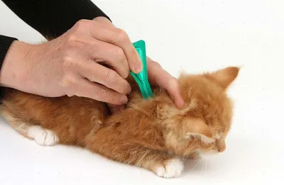 Фото ушных клещей у кошки: выберите размер и формат по вашему желанию​