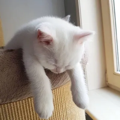 Уставшая кошка фотографии