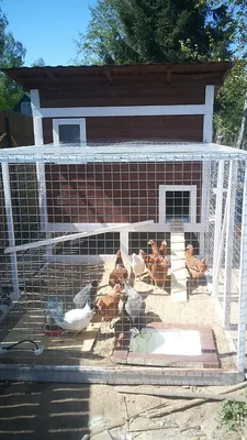 A Guide to Keeping Chickens in Confinement - PetHelpful