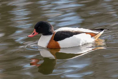 Пеганка, Tadorna tadorna, Common Shelduck | Москва, Царицыно… | Oleg  Nabrovenkov | Flickr