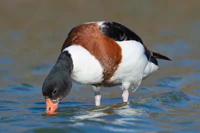 Пеганка-раджа - eBird