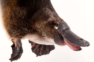 Утконос | Platypus, Australia animals, Weird animals