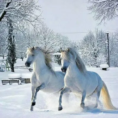 САХА. НОВОСТИ ЯКУТСКА И ЯКУТИИ on Instagram: \"Утуе сарсыарданан 😍  Ситиьиилээх куну ⠀ фото:@anitvela_photo ⠀ #Саха #Якутия\"