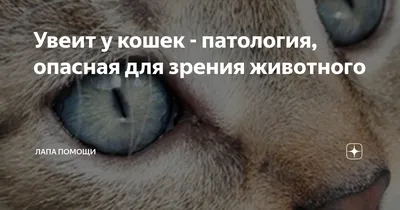 Увеит у кошек - патология, опасная для зрения животного | Лапа помощи | Дзен