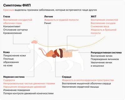 Выпадение третьего века у кошки: причины, лечение, фото