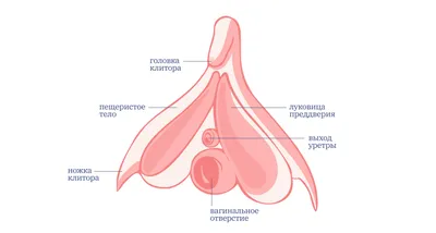 Увеличение точки G: отзывы и мнения специалистов