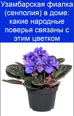 Узамбарская фиалка (сенполия) в доме: какие народные поверья... |  Интересный контент в группе Женское Настроение | Сенполия, Растения, Цветы  во дворе