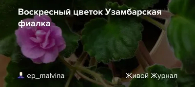 Сенполия (фиалка). Купить цветущее растение Saintpaulia. Доставим по Киеву  и по всей Украине