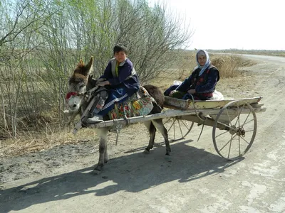 Узбекские дети в объективе фотографа: бесплатные фотографии в WebP