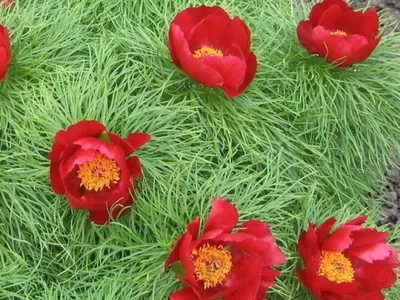 Пион узколистный, тонколистный (tenuifolia)