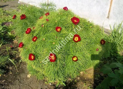 Пион узколистный (лат. Paeonia tenuifolia) СЕМЕНА 10 шт + подарок |  AliExpress